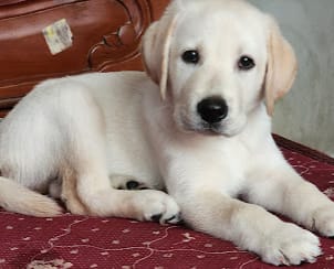 Puppy Center