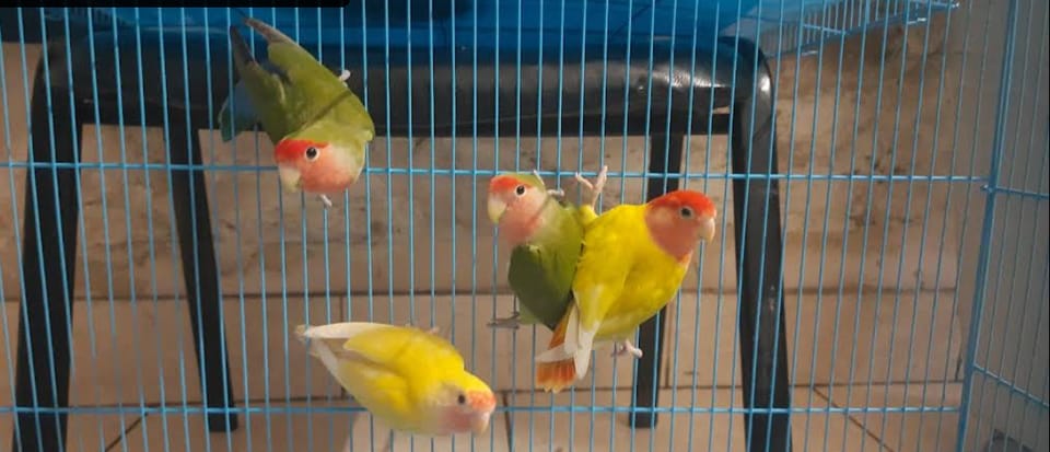 Tales of Joy Pet Shop – Birds | Dogs | Cats | Small Animals & Accessories Kolkata