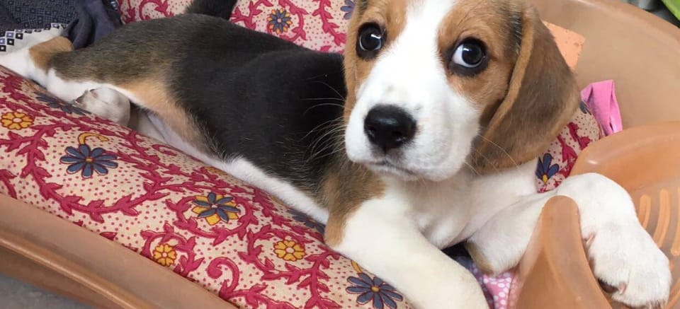Kolkata Dog Lovers