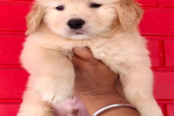 Ariyan Pets