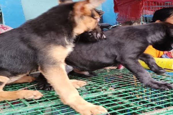Sokher hat Pet Market
