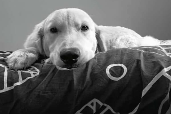 Dog World