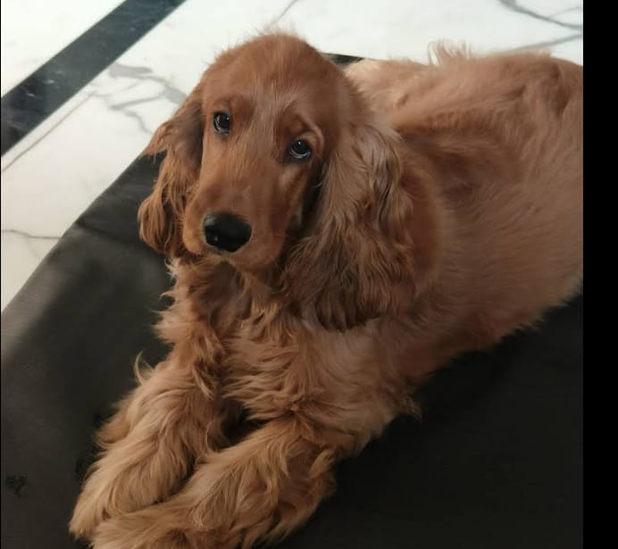 Puppy Center