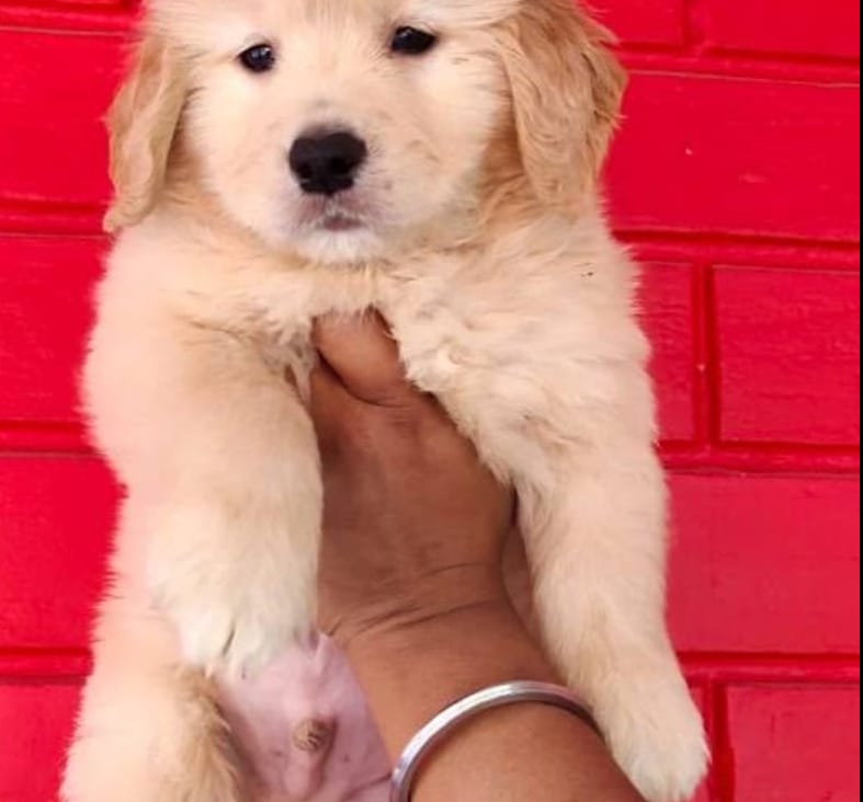 Ariyan Pets