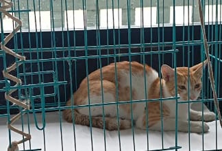 The Paw Story