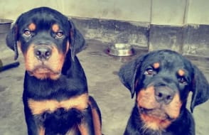 Kolkata Dog Lovers