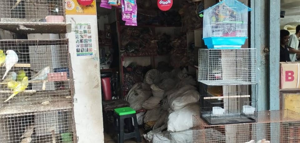 THE PET PARADISE