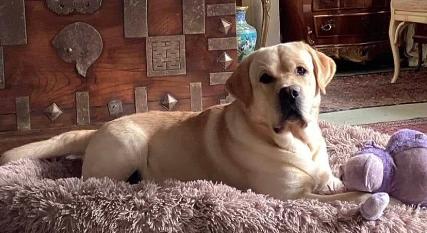 ATS Puppy Store | KCI Regd. Breeder | ISO Certified Pet Shop In Kolkata