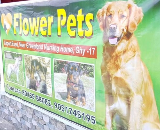 Flower Pets - Birati, Kolkata | Dog for Sale | All Breeds Puppies