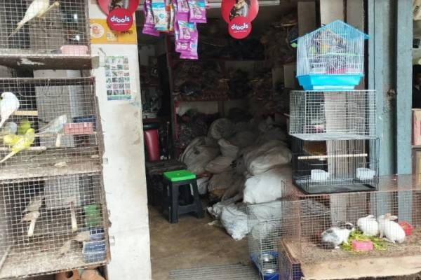 Pet & Animal