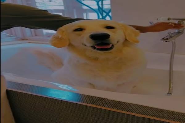 Pet & Animal