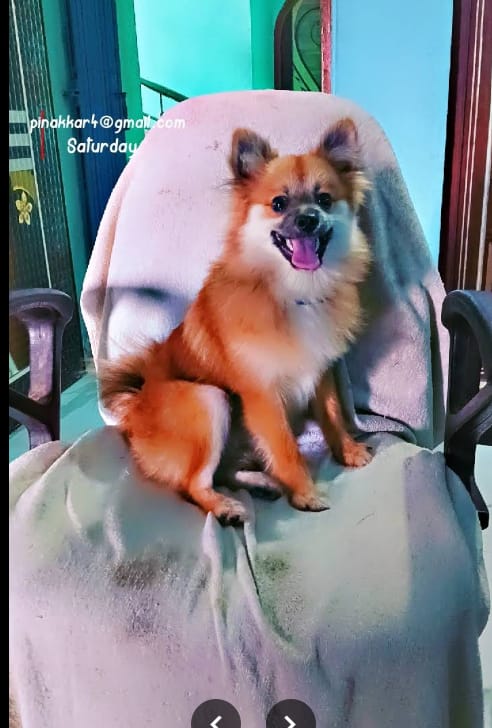 Tulip pet rescue