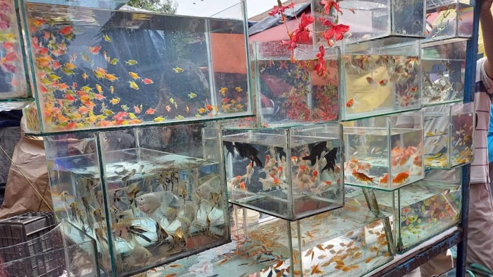 Gallif Street Pet Market