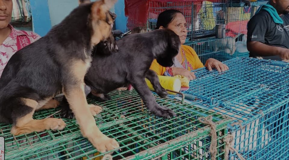 Kennel of Pet Partner's