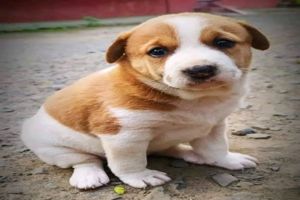 ANIMAL HEALTH CLINIC