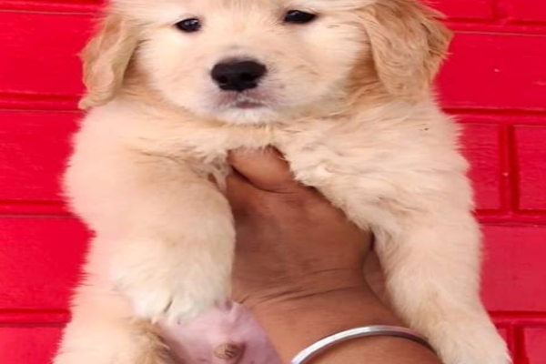 Ariyan Pets