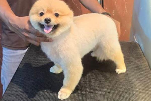 Animal & Pet Care