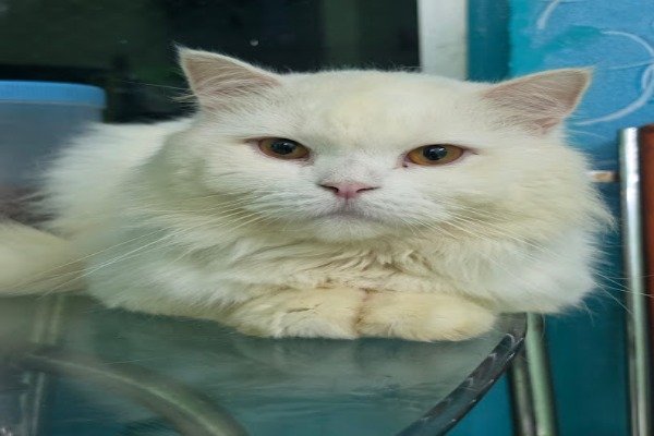 Pets Avi & Soni