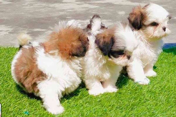 Puppy House