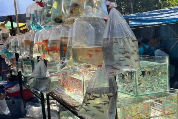 Gallif Street Pet Market
