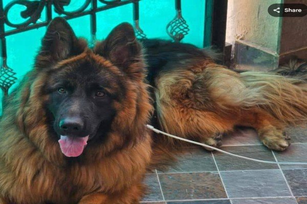 Kennel of Pet Partner's
